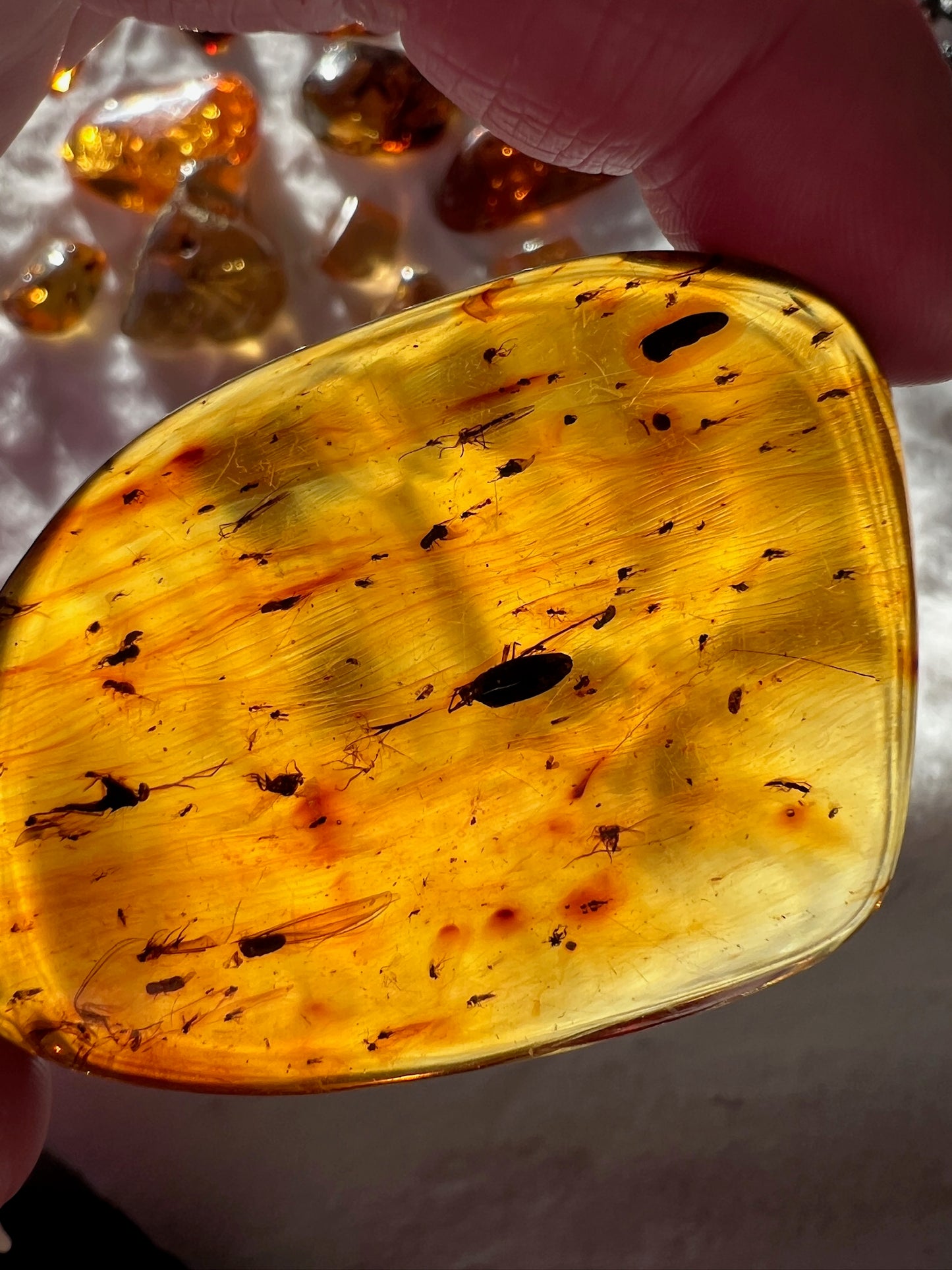 Authentic Hand-Polished Amber - Has Bugs
