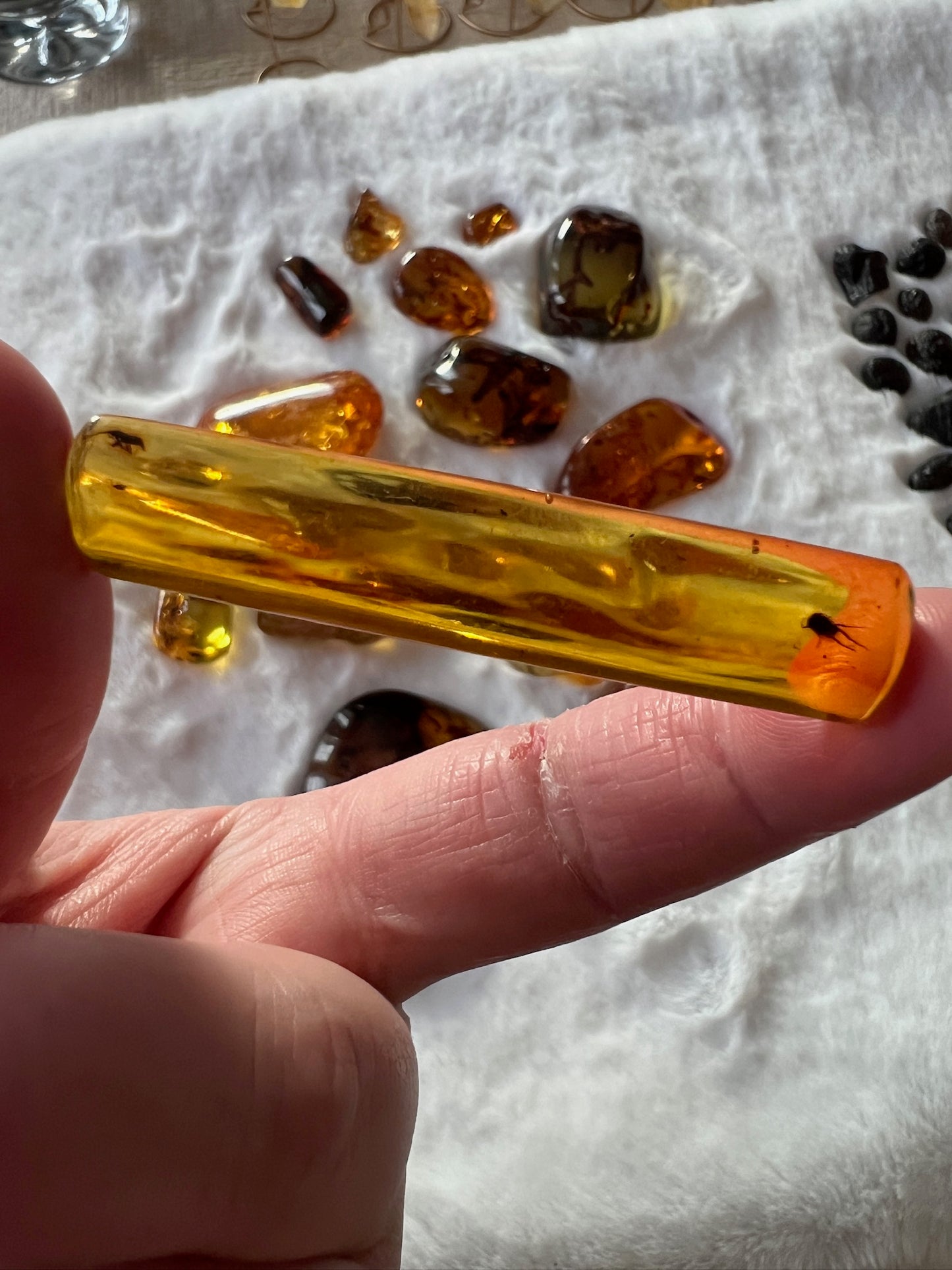 Hand-Polished Amber - Has Bugs