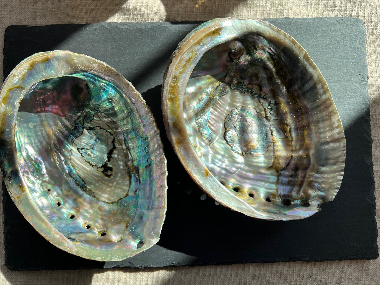 Large Abalone Shell