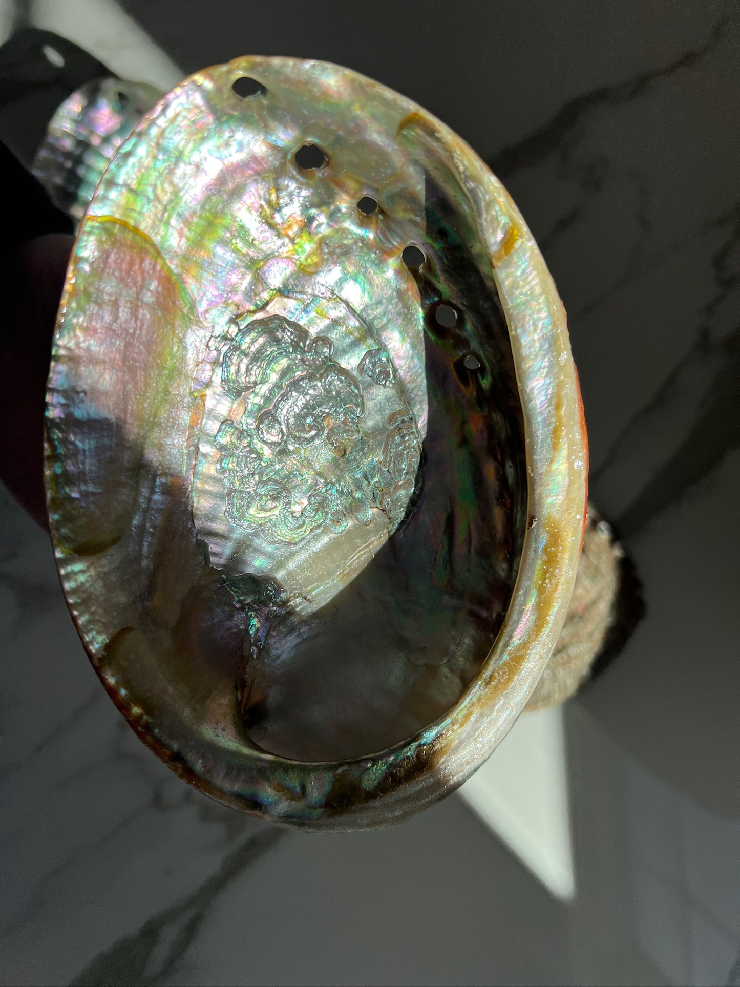 Large Abalone Shell